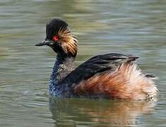 Black-necked Grebe