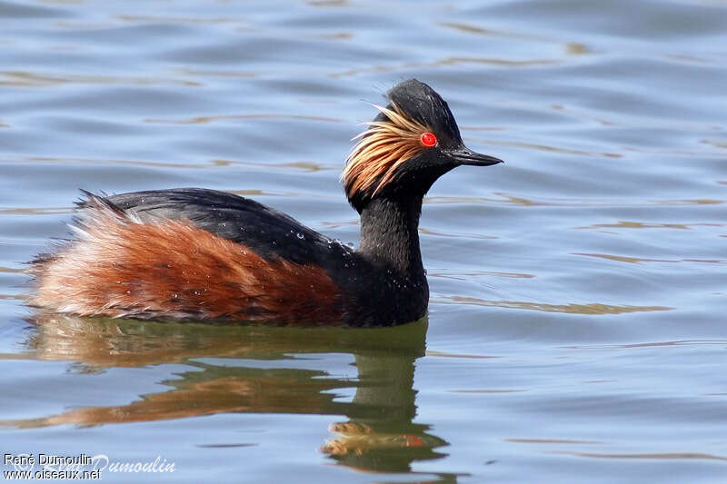 Black-necked Grebeadult breeding, pigmentation, swimming