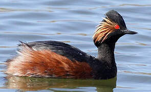 Black-necked Grebe