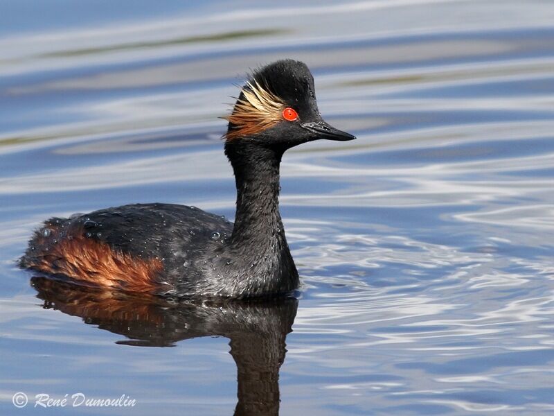 Black-necked Grebeadult, identification