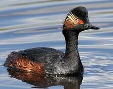 Black-necked Grebe