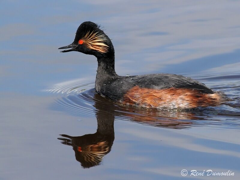 Black-necked Grebeadult, identification