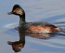 Black-necked Grebe