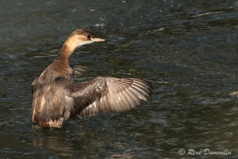 Little Grebeadult post breeding, identification, Behaviour