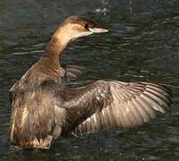 Little Grebe