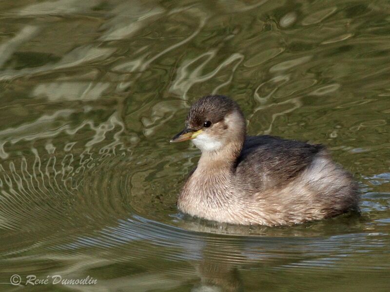 Little Grebeadult post breeding, identification