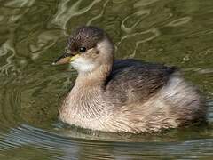 Little Grebe