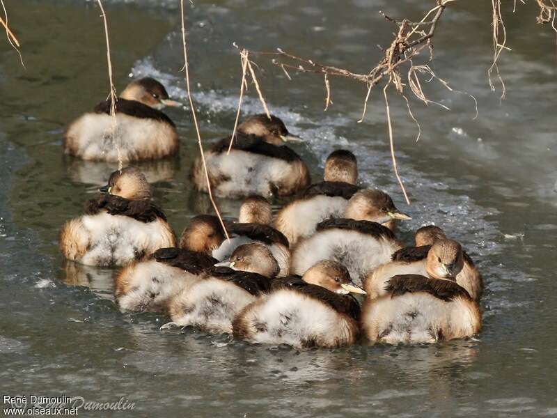 Little Grebe, Behaviour