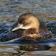 Little Grebe