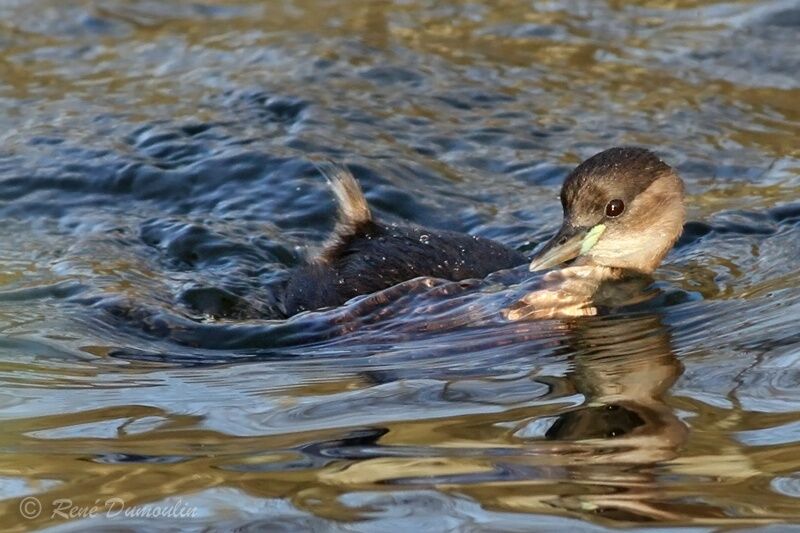 Little Grebeadult post breeding, identification, swimming