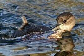 Little Grebe