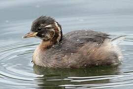 Little Grebe