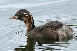 Little Grebe