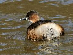 Little Grebe