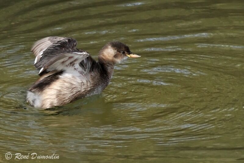 Little Grebe, identification