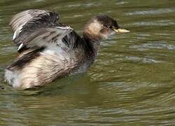 Little Grebe