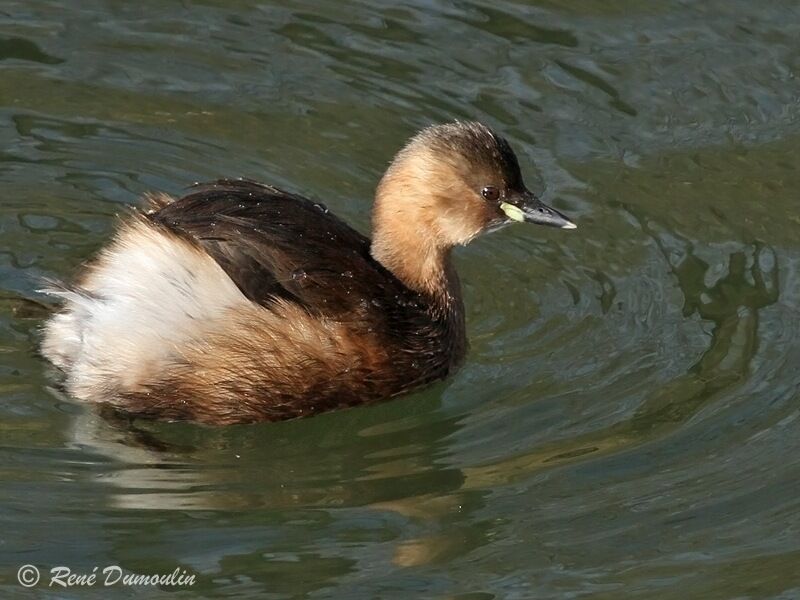 Little Grebeadult post breeding, identification