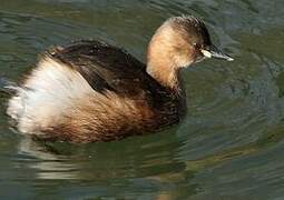 Little Grebe