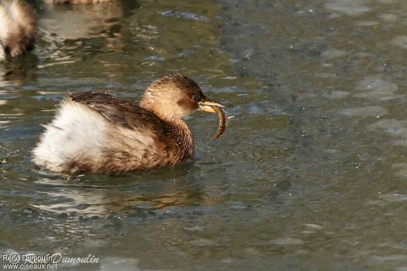 Little Grebeadult post breeding, feeding habits