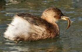 Little Grebe