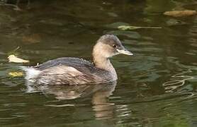 Little Grebe