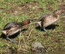 Little Grebe