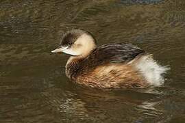 Little Grebe