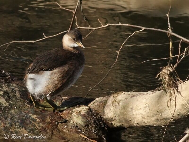 Little Grebeadult post breeding, identification