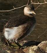 Little Grebe