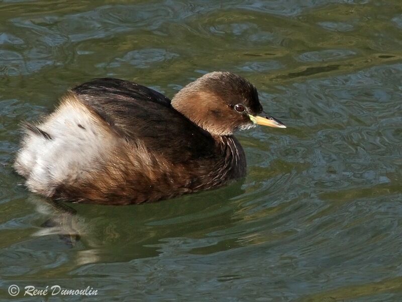 Little Grebeadult post breeding, identification