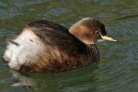 Little Grebe