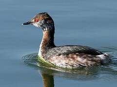 Horned Grebe