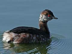 Horned Grebe