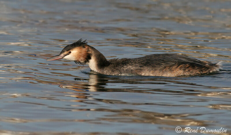 Great Crested Grebeadult breeding