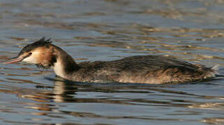 Great Crested Grebe