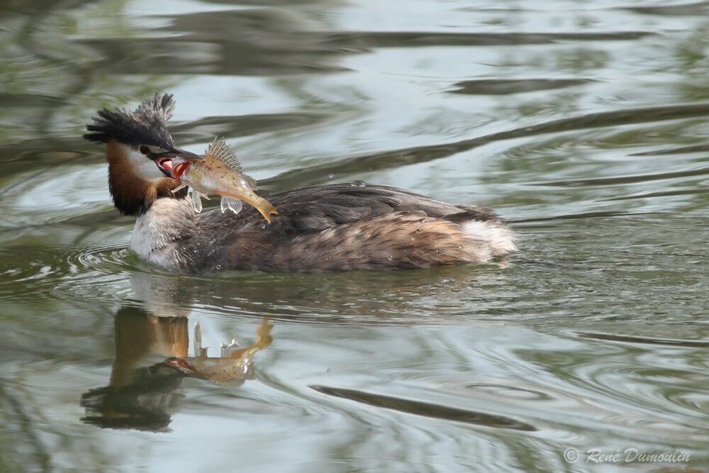 Great Crested Grebeadult breeding, identification, fishing/hunting