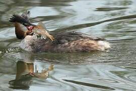 Great Crested Grebe