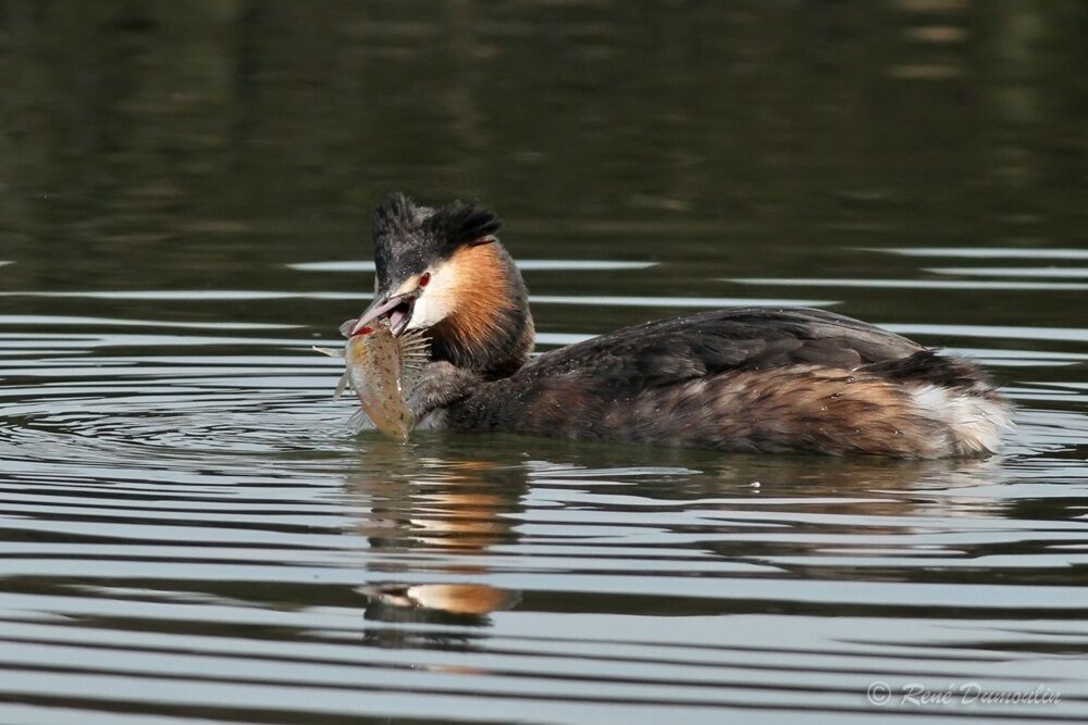 Great Crested Grebeadult breeding, identification, fishing/hunting