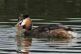 Great Crested Grebe