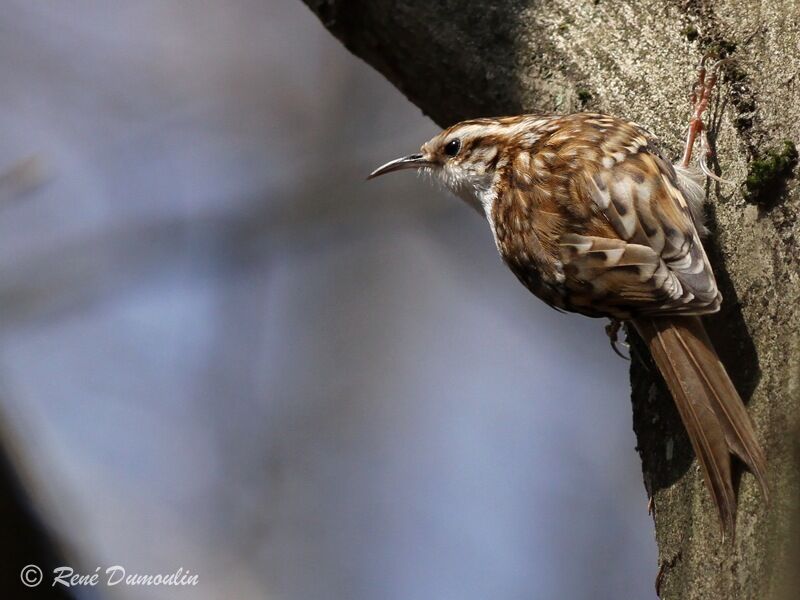 Eurasian Treecreeperadult post breeding, identification