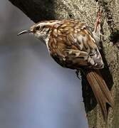 Eurasian Treecreeper