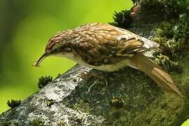 Eurasian Treecreeper