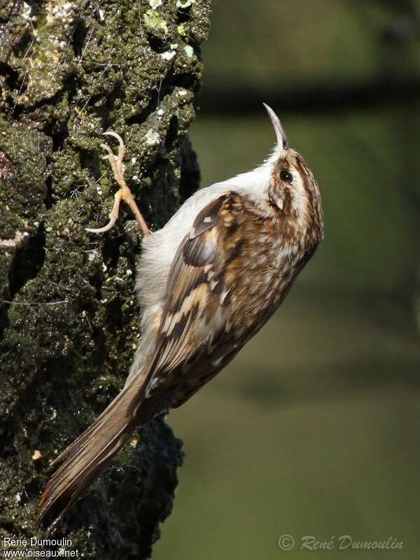 Eurasian Treecreeperadult, identification