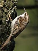 Eurasian Treecreeper