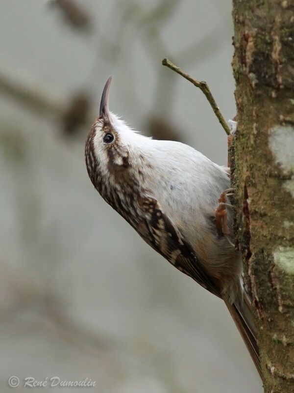 Eurasian Treecreeperadult, identification