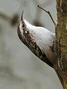 Eurasian Treecreeper