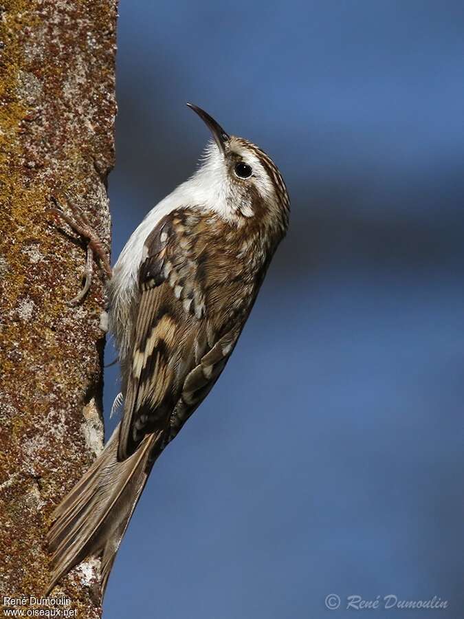 Grimpereau des boisadulte nuptial, identification