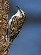 Eurasian Treecreeper