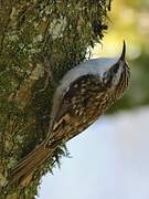 Eurasian Treecreeper