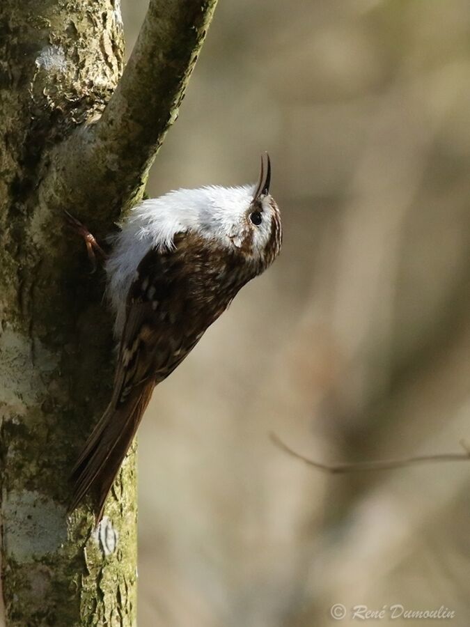 Grimpereau des boisadulte nuptial, identification